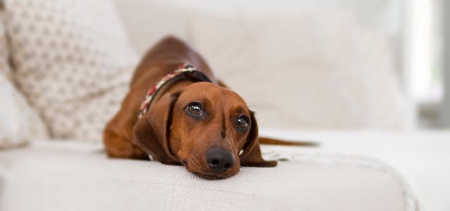 dachshund laying on the couch