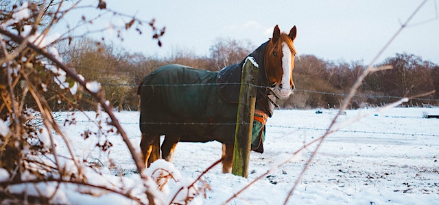 a horse standing in a snowy pasture