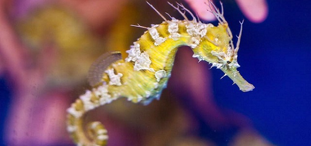 A bright yellow seahorse swimming in an aquarium.