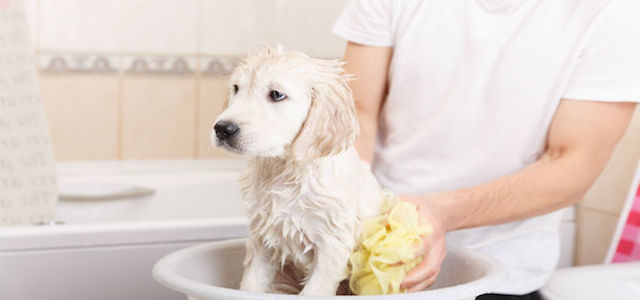 A golden retriever puppy getting a bath in the sink.