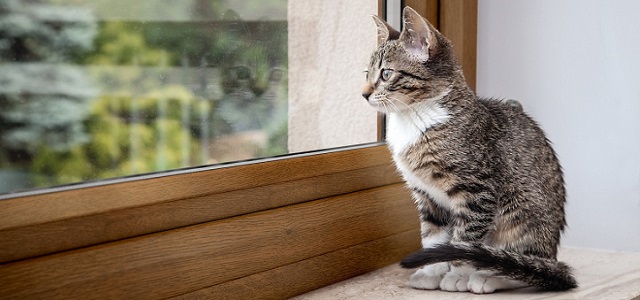 A kitten sitting on a window sill looking outside.