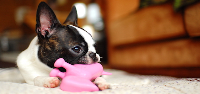 Dog Chewing Pink Toy
