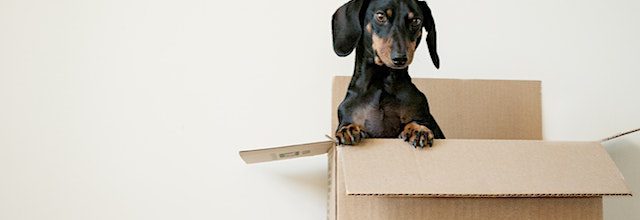 a small dog in a cardboard box